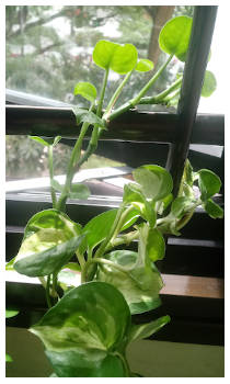 pothos plant